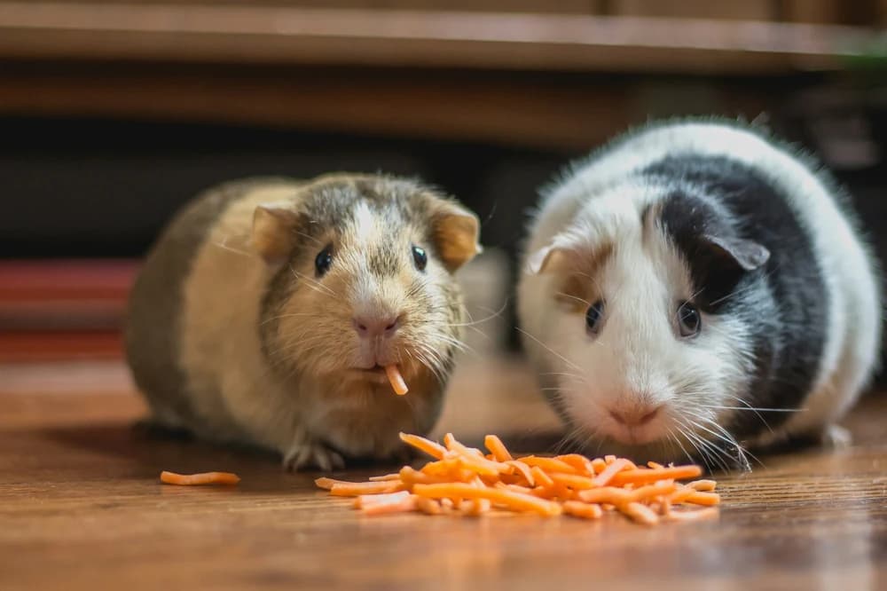Pet Products
